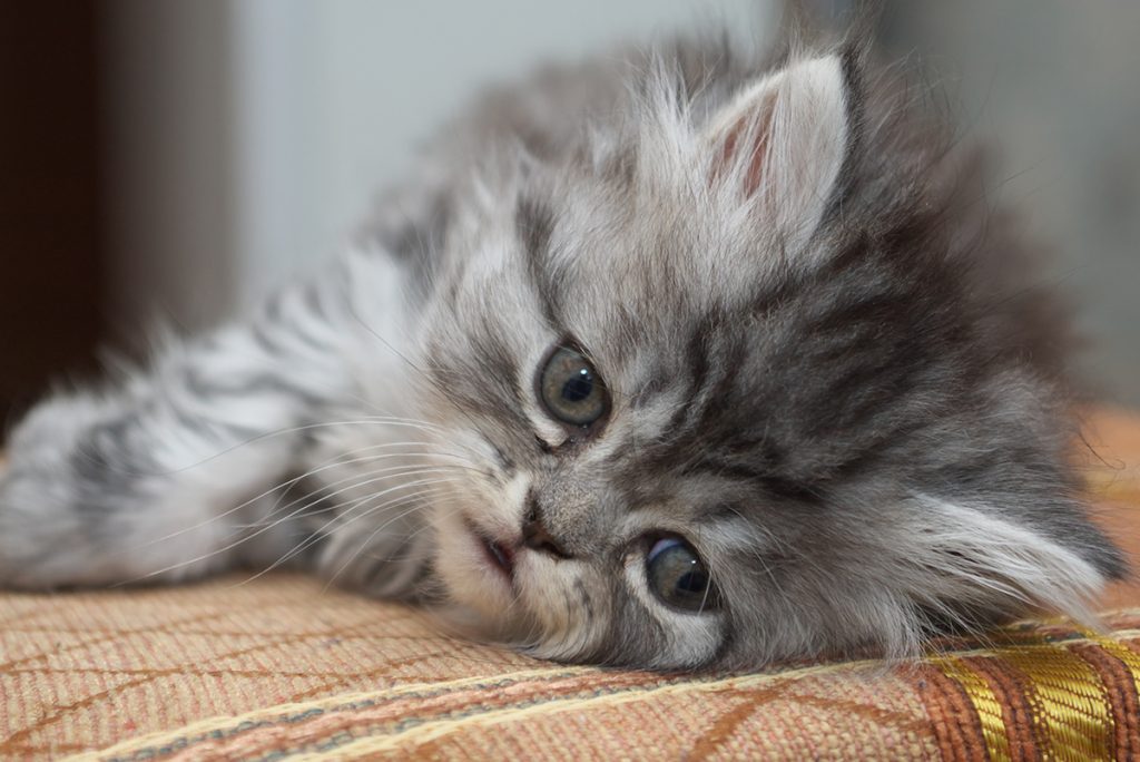 Sad kitten
